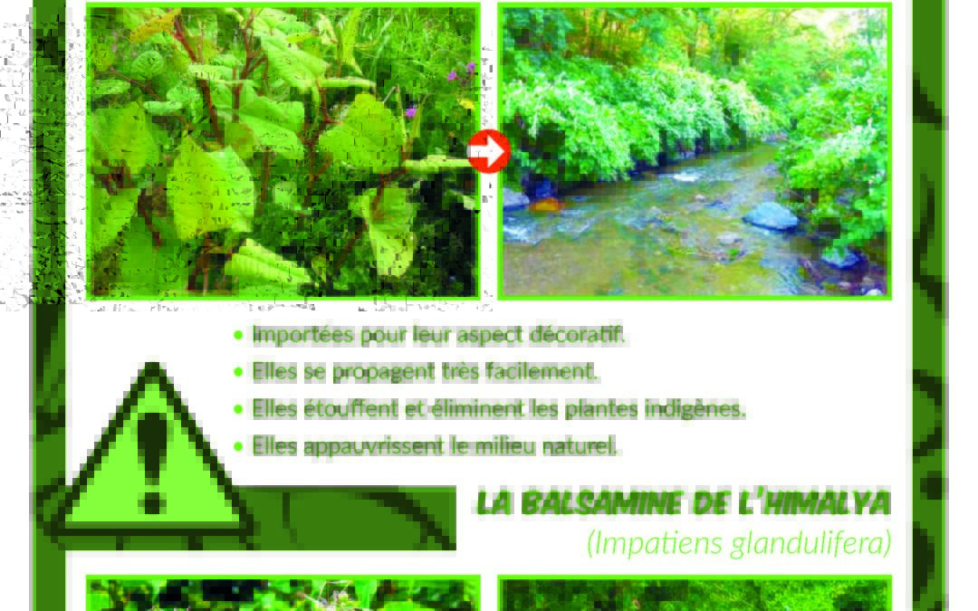 LES PLANTES INVASIVES SUR NOTRE TERRITOIRE