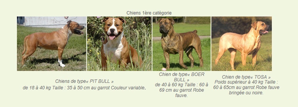 chien-luchon
