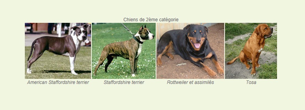 chien2-luchon