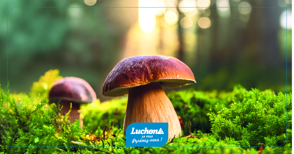 Agenda oct. nov. 2025-1-Salon du champignon