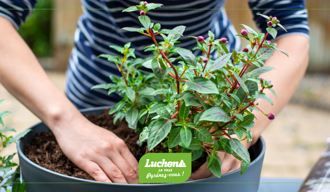 Venez récupérer les plantes de nos massifs !