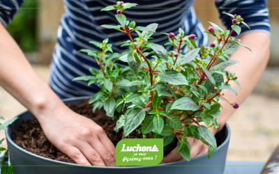 Venez récupérer les plantes de nos massifs !