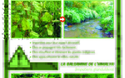 LES PLANTES INVASIVES SUR NOTRE TERRITOIRE