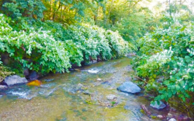 LES PLANTES INVASIVES SUR NOTRE TERRITOIRE